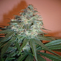 Paradise Seeds Sensi Star Regular