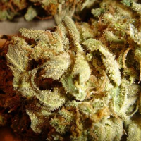 Delta 9 Labs Seeds Aiea Regular