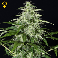 Green House Seeds Kalashnikova Auto Feminised