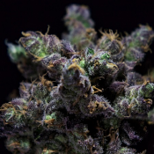 Harybo - Feminized - R-Kiem Seeds