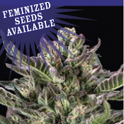 Notorious THC - Feminized - Humboldt Seed Company