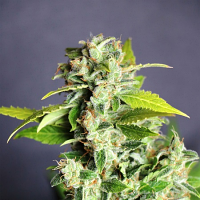 Kannabia Seeds Mikromachine Auto Feminized