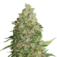 Seed Stockers Seeds BCN Critical XXL Feminized