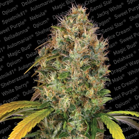 Paradise Seeds Dutch Kush Feminized