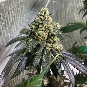 Karma Genetics Seeds Sherb Biker Regular
