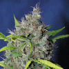 Sagarmatha Seeds Blueberry Bud Regular