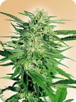Big Bud – Regular – Sensi Seeds