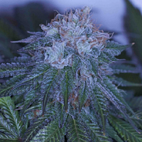 Archive Seeds Black Out Regular