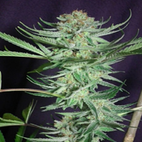 TGA Subcool Seeds Shangrila Regular