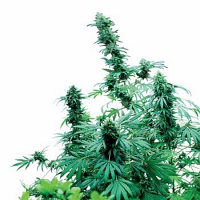 Early Skunk – Regular – Sensi Seeds