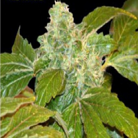 Bulk Seeds Ata Tundra Regular