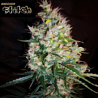 Flash Seeds Russian Haze Auto Regular