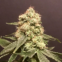 Pot Valley Seeds Frosty Purps Feminized