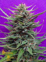 Breaking Buds Seeds Cream Crystal Meth Feminized