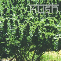Kush Cannabis Seeds Sweet Kush Feminized
