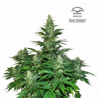 Dutch Passion Seeds Dark Delight Feminized