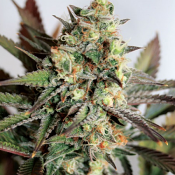 Girl Scout Cookies – Feminized – Garden of Green