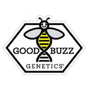 Auto Bruce Banner - Feminized - Good Buzz Genetics