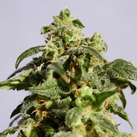 Kannabia Seeds Skunk+ Feminized