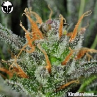 Rare Dankness Seeds Karma Bitch Feminized