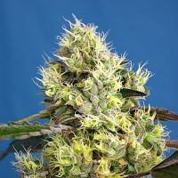 Sweet Seeds Sweet Gelato Auto® Feminized
