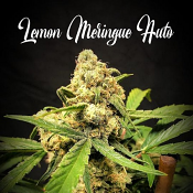 Lemon Meringue Auto - Feminized - Tastebudz