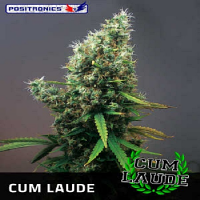 Positronics Seeds Cum Laude Feminized