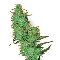 White Label Seed Company White Label Jack Herer Regular