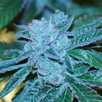 Karma Genetics Seeds Biker Kush Regular