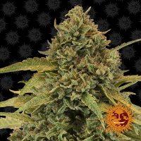Barney's Farm Seeds Bad Azz Kush Feminized