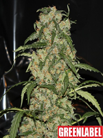 Green Label Seeds Blue Grape Dream Feminised