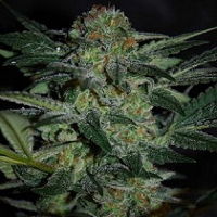 World of Seeds Diamond Line High Tension Feminized