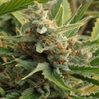Rare Dankness Seeds Tangerine Kush Regular