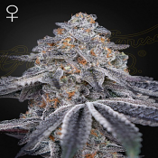 Velvet Moon - Feminized - Green House Seeds