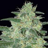 Samsara Seeds Holy Grail 69 Feminized