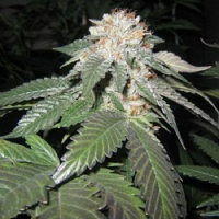 Cali Connection Seeds Julius Caesar Feminised