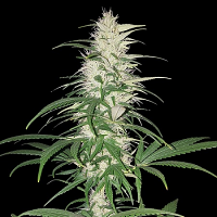 Sumo Seeds CBD Cherry Kush Feminized
