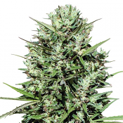 Moroccan Beldia Kif - Feminized - Ace Seeds