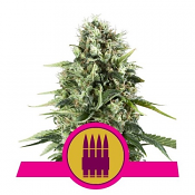 Royal AK - Feminized - Royal Queen Seeds