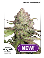 CBD Auto Charlotte's Angel - Feminized - Dutch Passion