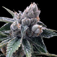 DNA Genetics Seeds GYO Collection White Walker Kush Feminized