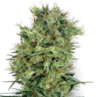 White Label Seed Company Cali Orange Bud Regular