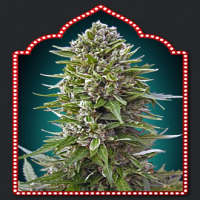 OO Seeds Auto Fem Collection #2 Feminized