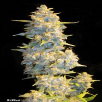 Seedism Seeds BLZ BUD Feminized