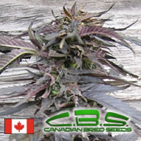 Canadian Bred Seeds Lethal Purple Regular