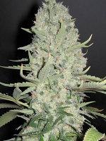 Female Seeds White Widow x Big Bud Feminized