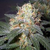 Mega Mouth - Feminized - Bulk Seeds Premium