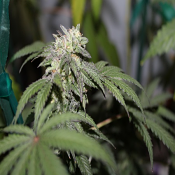 FEMINIZED LINE Gelato BX - Feminized - Purple Caper Seeds