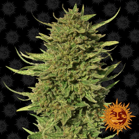 Barney's Farm Seeds Critical kush™ Regular