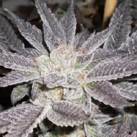 Cali Connection Seeds LA Affie Feminised